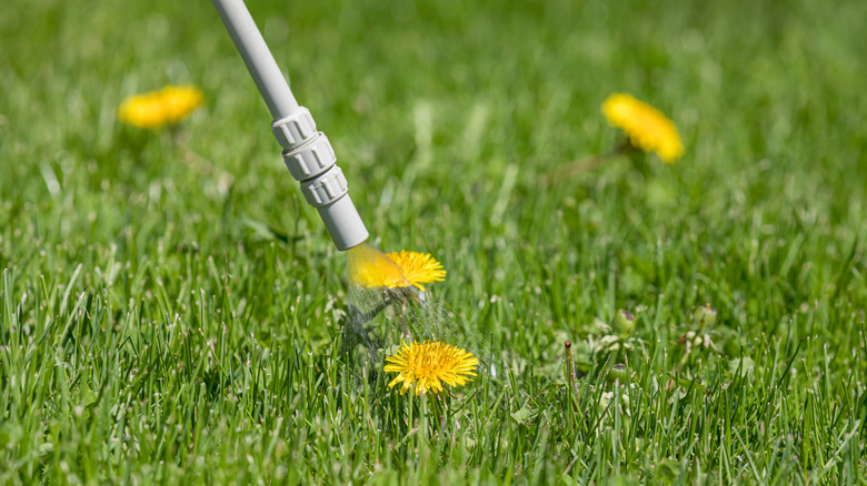 Nozzle spraying dandelion close up