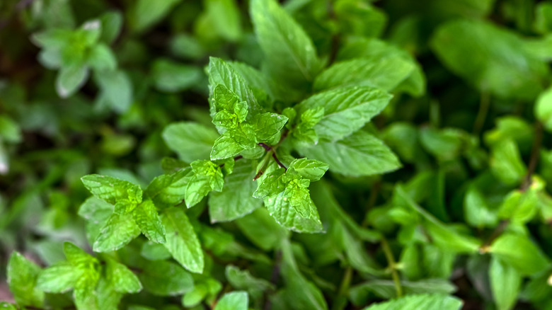 mint 