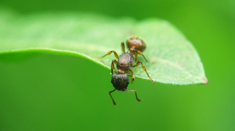 And on leaf