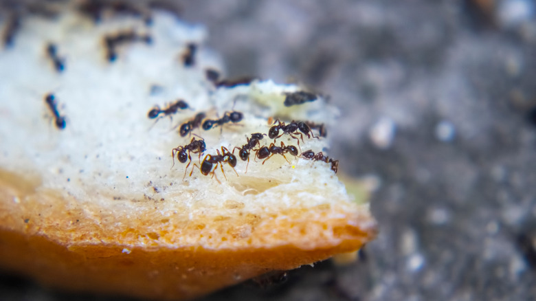 ants eatings 