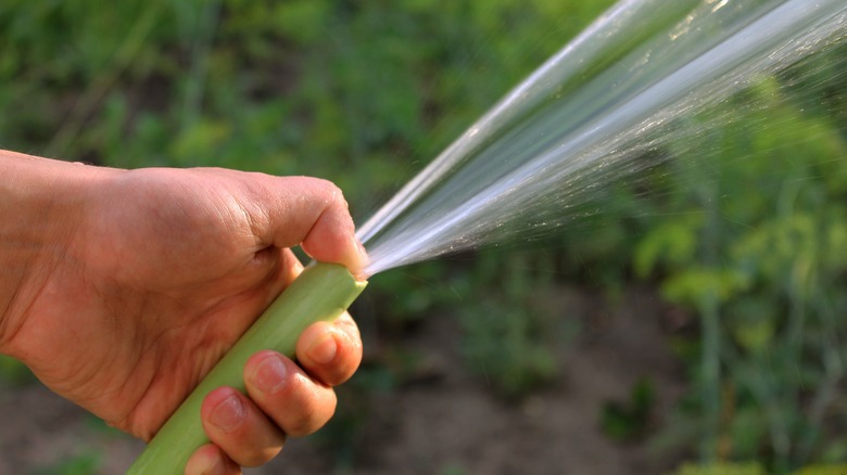 garden hose 
