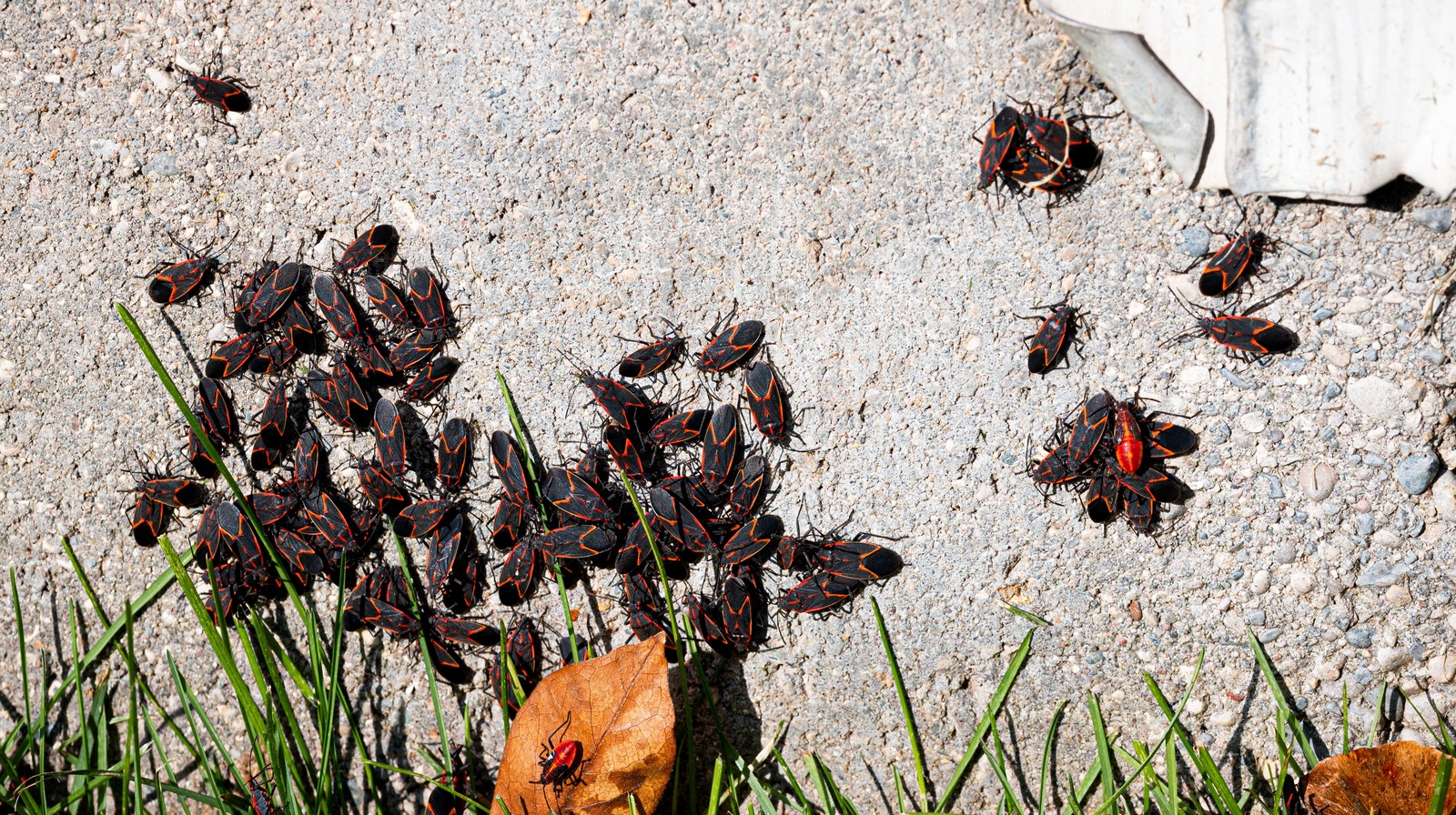 Natural Ways To Keep Boxelder Bugs Away From Your Home & Garden