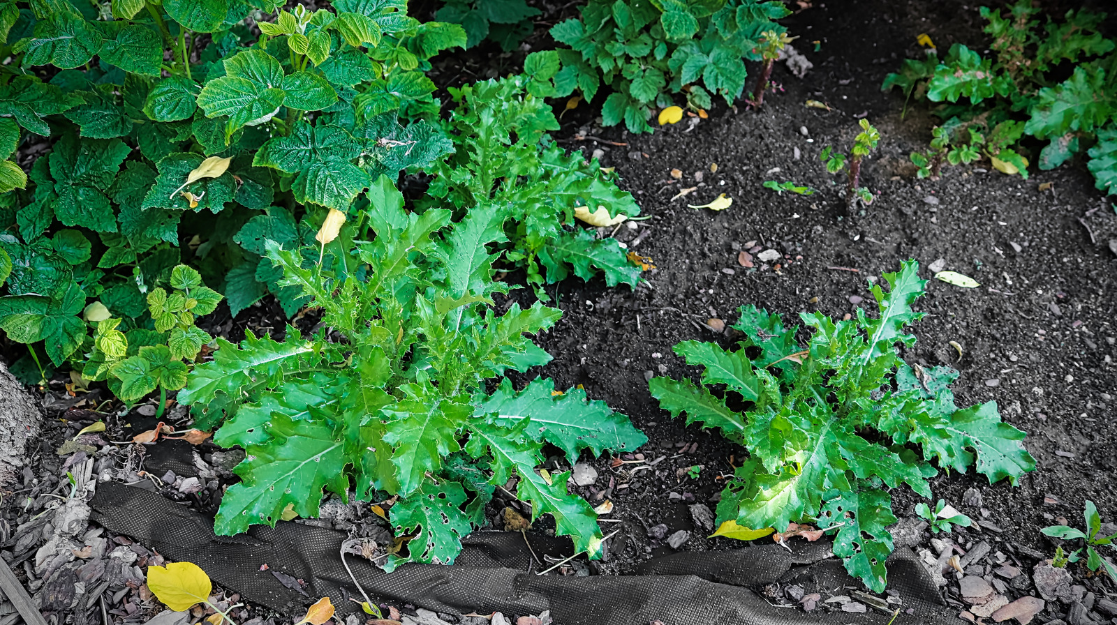 Can Vinegar Get Rid Of Thistle Weeds?