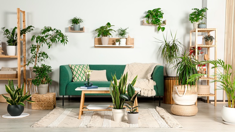 houseplants in living room