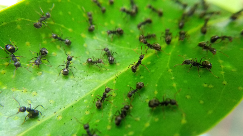 ants on a leaf