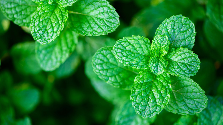Sprigs of mint growing in a yard.