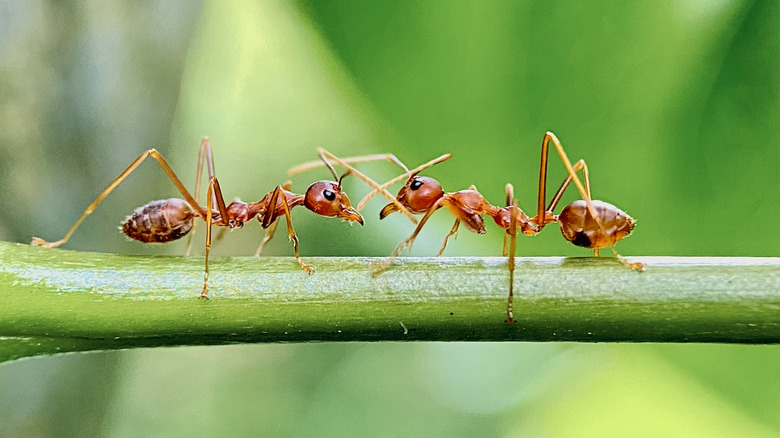 A pair of fire ants facing one another on top of a plant stem.