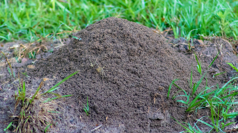 A gray dirt fire ant mound sticking out of the grass in a yard.