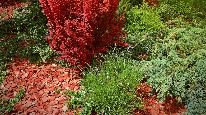 Cedar mulch around plants