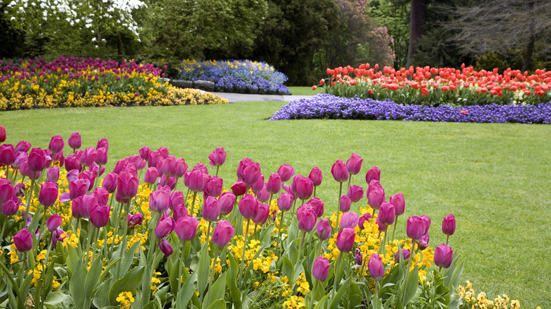 Tulips in garden 