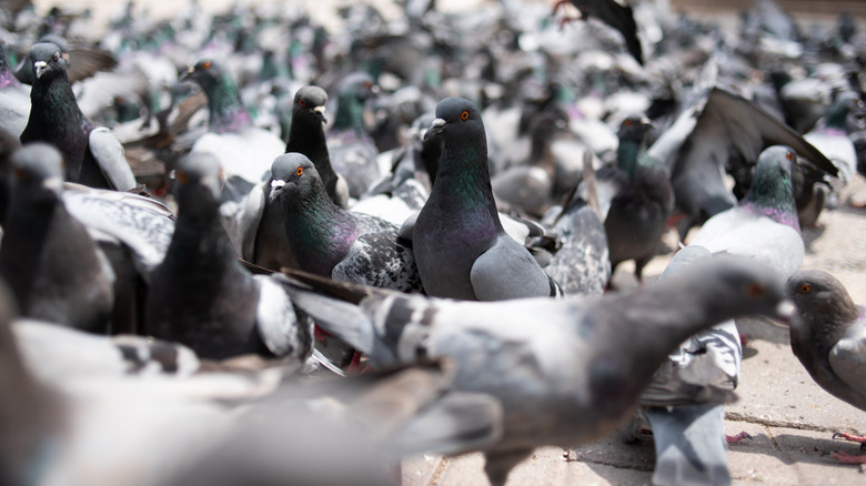 a large flock of pigeons gathered together