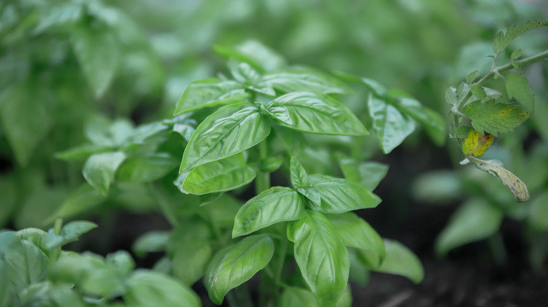 close-up of basil plants growing outside