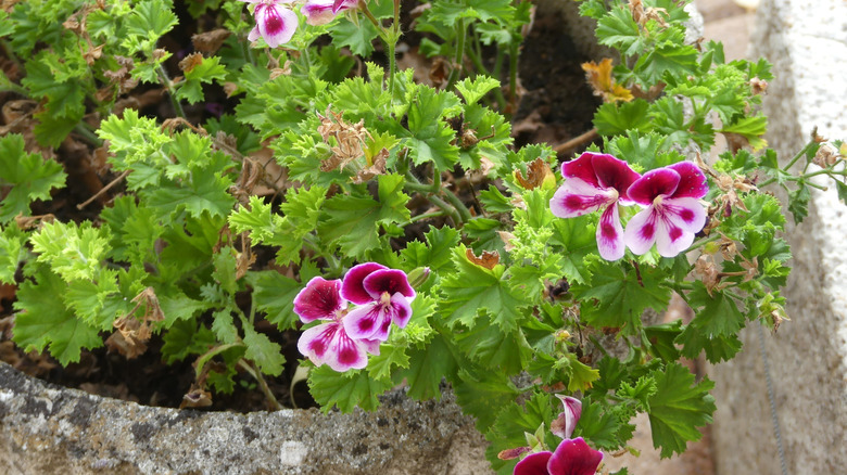 A citronella geranium shrub growing in a planter on a cobbled patio.