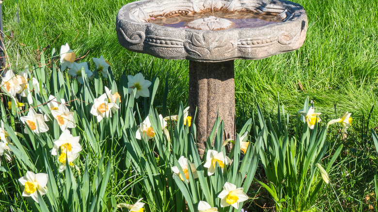 White and yellow daffodils growing in a clump under a concrete bird feeder.