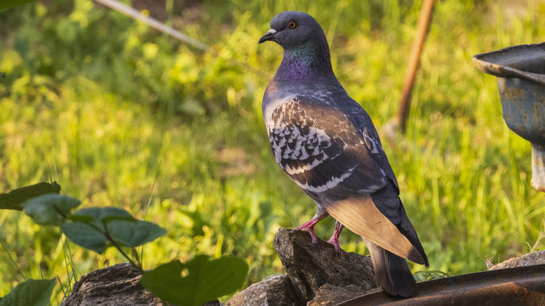 A pigeon sitting on a rock near a birdbath in a garden.