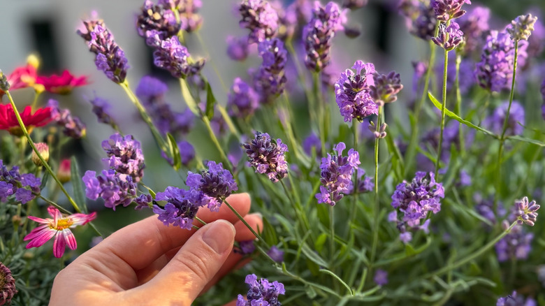 A hand grasps the stems of three purple lavender flowers growing on a thriving shrub in a garden.