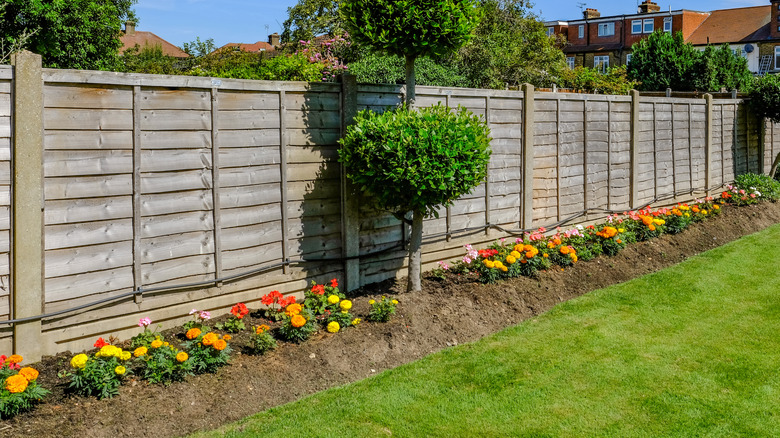 A garden bed along a wooden fence planted with bright orange and yellow marigolds.