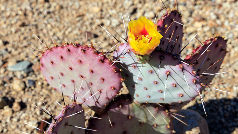 A black-spined prickly pear cactus that's just finished blooming growing in a rock garden.