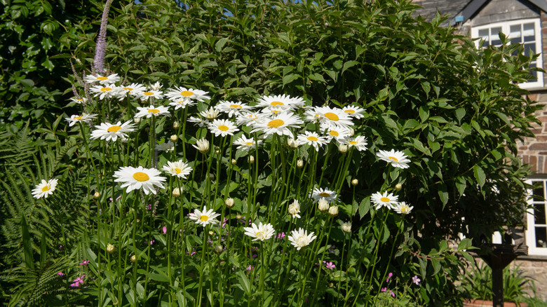 A large clump of shasta daisies in full bloom in the border of a garden bed.
