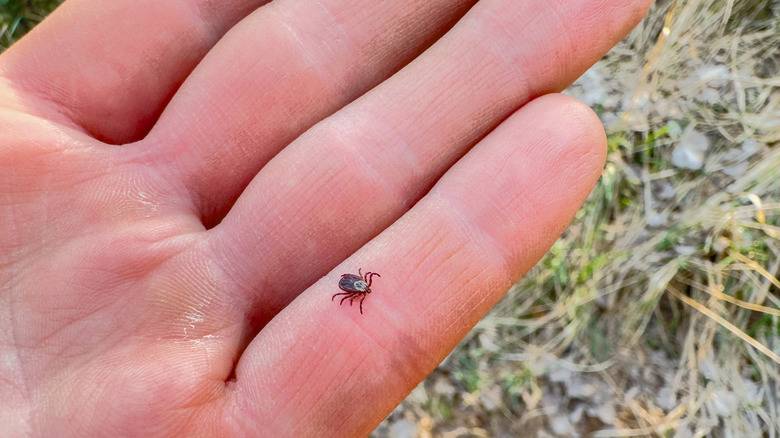 A tick crawling on a person's hand.