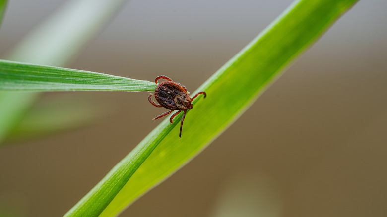 tick hanging off blade of grass