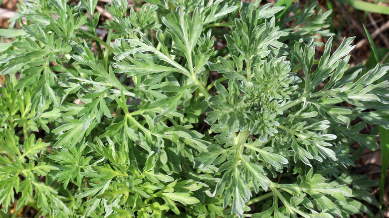 asbinthe leaves close up