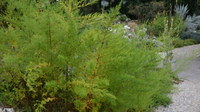 sweet annie overgrown, spreading out of control