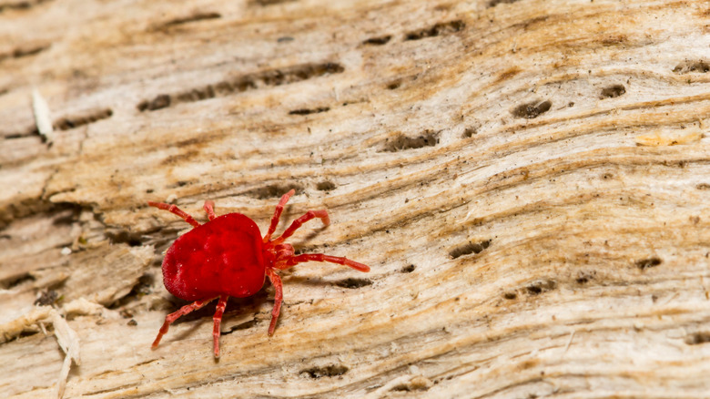 chigger on wood