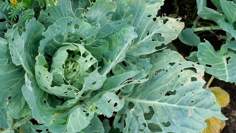cabbage plant eaten up by pests