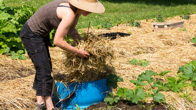 Gardener spreading straw as a weed barrier around a vegetable bed