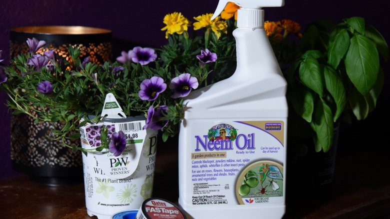 neem oil bottle and plants