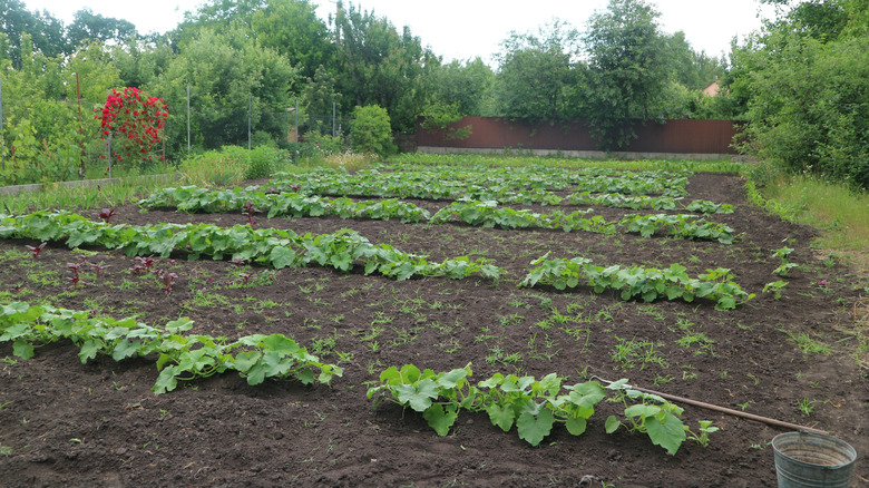 young pumpkin plants in rows with weeds in between the rows