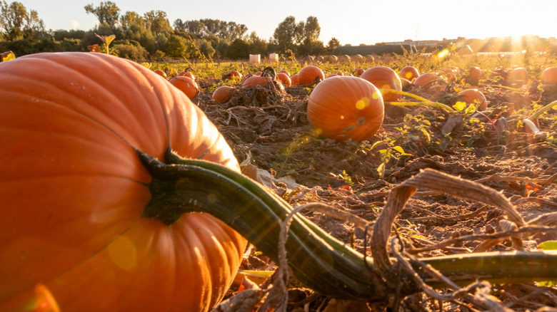Large orange pumpkins on the vine in a pumpkin patch with low sun in the sky