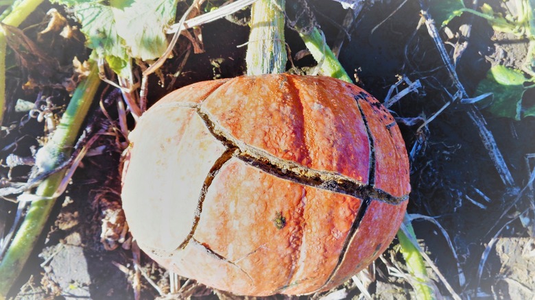 a damaged pumpkin still on the vine