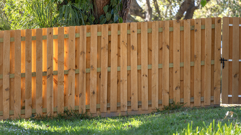 A privacy fence made of unfinished wood