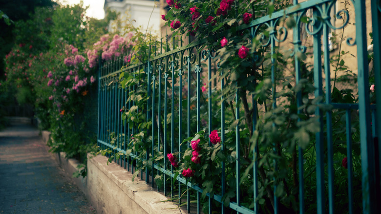 Roses growing through a wrought iron fence