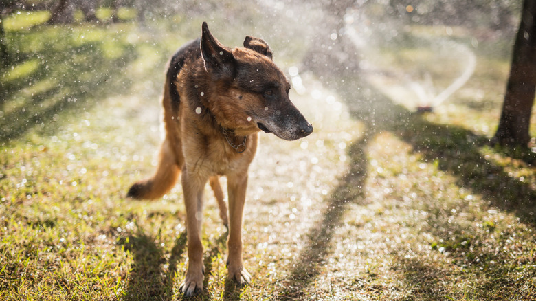 A dog gets sprayed with water while standing in a yard
