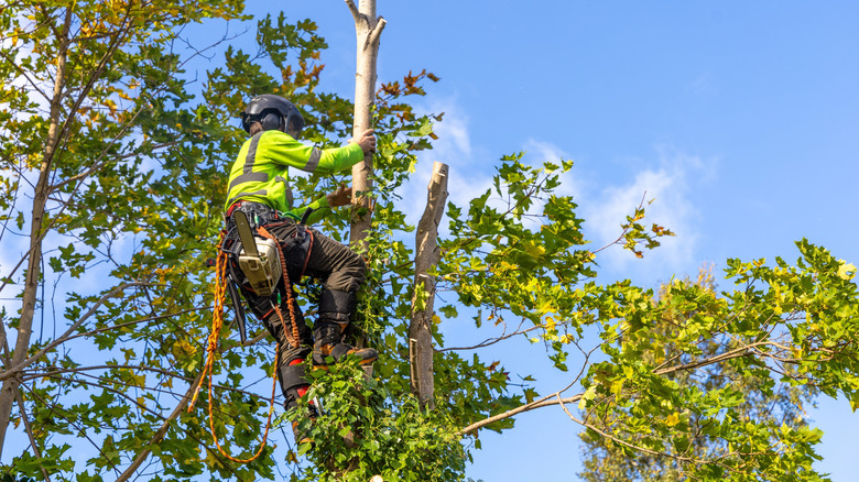 Person cutting down remainder of large tree