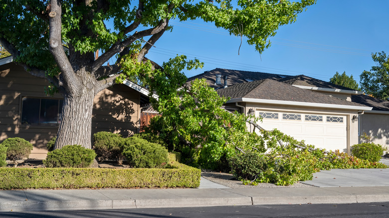 Broken tree branch on home property