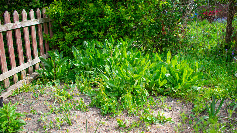 A garden with weeds and dry soil