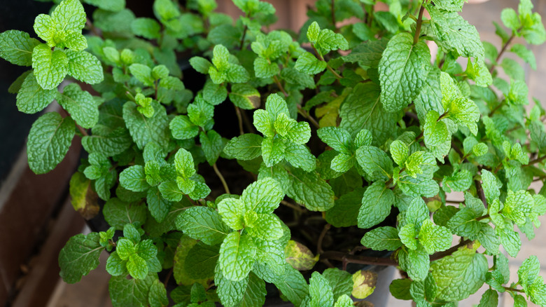 Close up of a potted mint plant