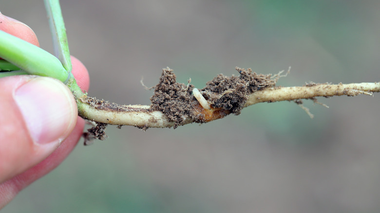Close up of a cabbage fly larva on a root