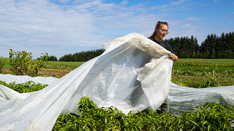 Woman draping cloth sheet over plants