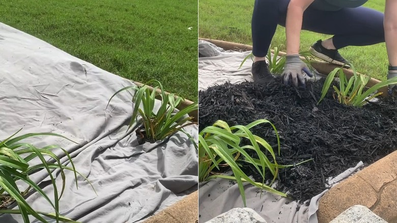 A gardener evens out landscape mulch over a layer created with a gray cotton bedsheet
