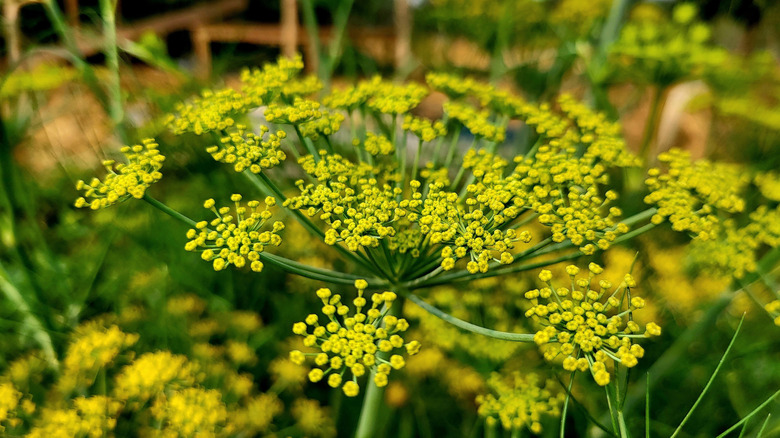 Close up shot of dill flowers in the sun.