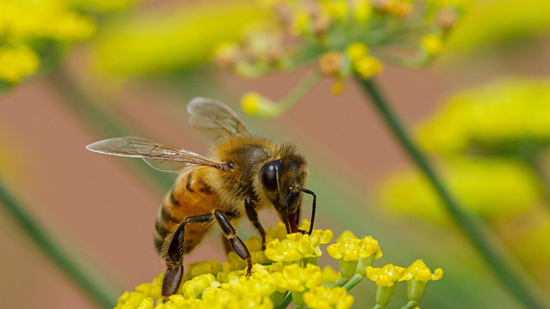 Close up shot of of a bee on yellow flowers.