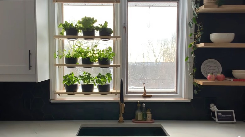 Three-tiered shelves with plants in front of a kitchen window.