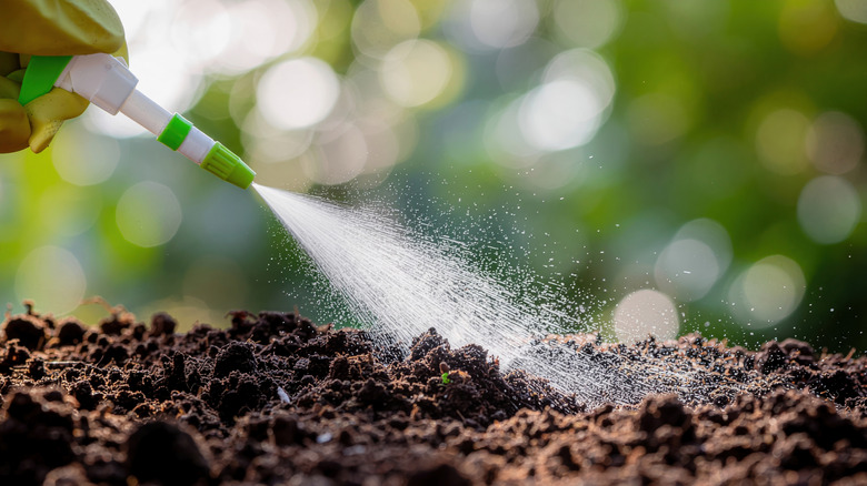 encouraging nematodes to thrive with moist soil