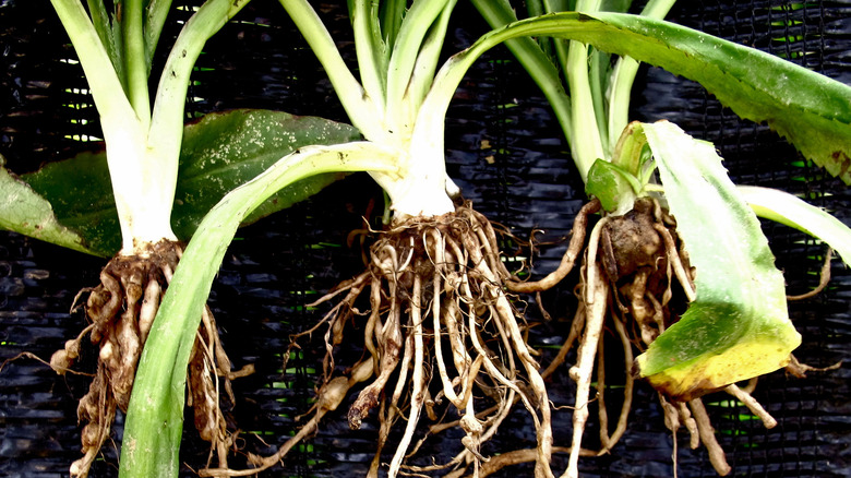 plants affected by root-knot nematodes