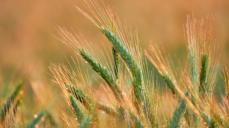 rye growing in a field